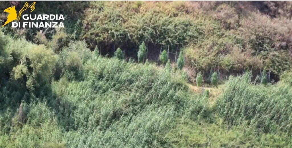 Marijuana coltivata tra Cutro e Papanice: sequestro della Guardia di Finanza di\u00A0128 piante scovate in due zone diverse\n