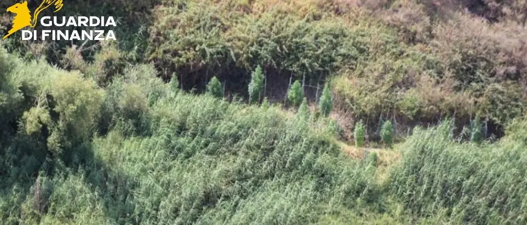 Marijuana coltivata tra Cutro e Papanice: sequestro della Guardia di Finanza di\u00A0128 piante scovate in due zone diverse\n