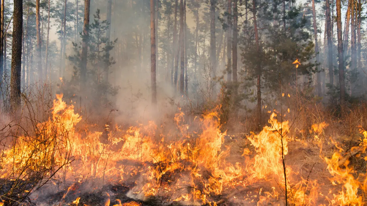 Incendi nel Pollino, chiesto lo stato di emergenza: «Serve l'intervento dell'Esercito ad agosto»\n