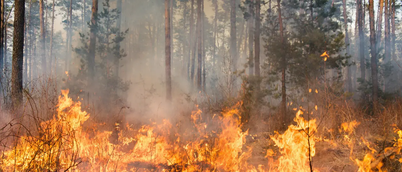 Incendi nel Pollino, chiesto lo stato di emergenza: «Serve l'intervento dell'Esercito ad agosto»\n