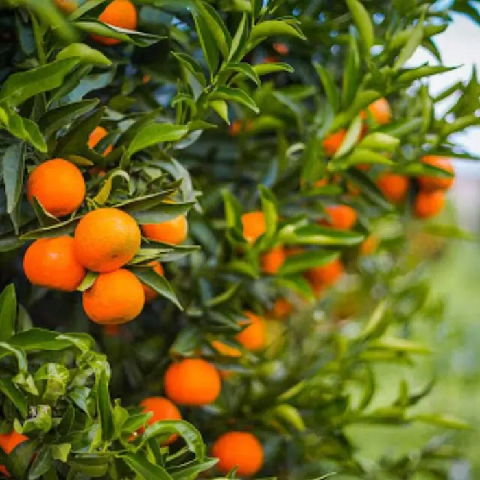 Calabria, il caldo cuoce gli agrumi: raccolti in calo fino al 40%, Legacoop lancia l'allarme sul clima\n