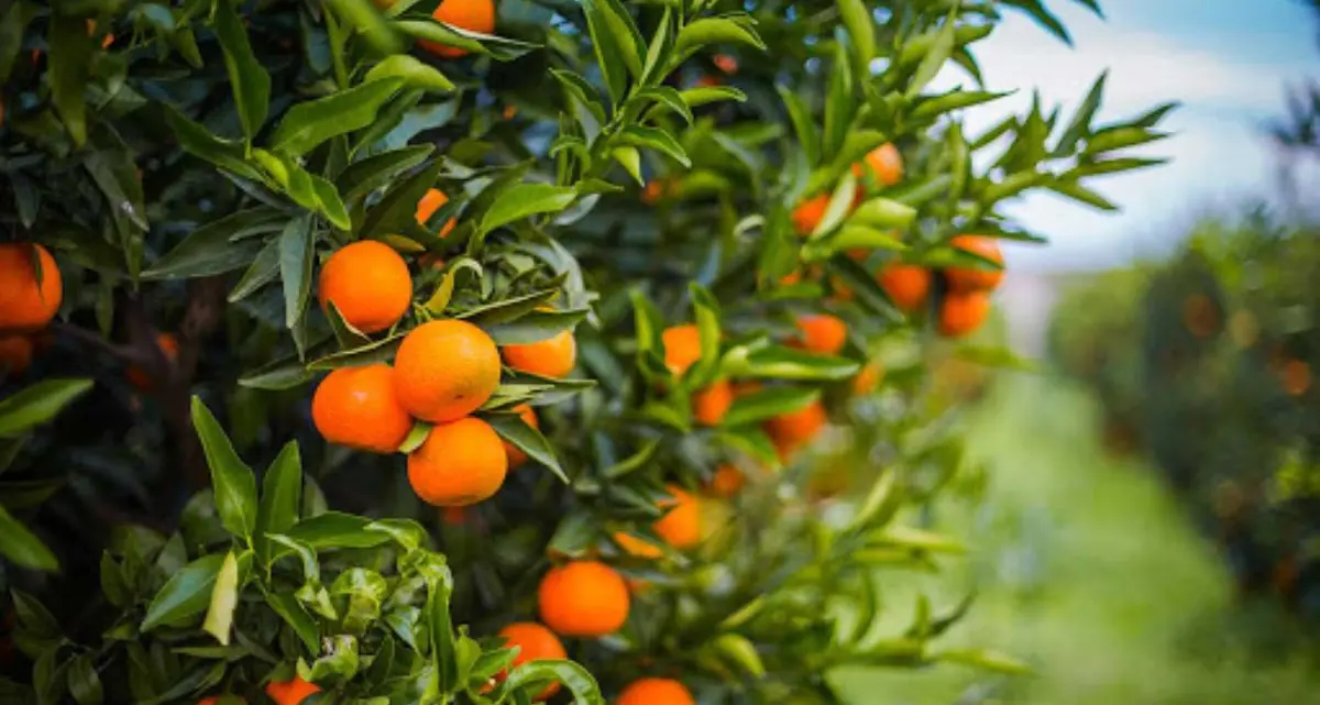 Calabria, il caldo cuoce gli agrumi: raccolti in calo fino al 40%, Legacoop lancia l'allarme sul clima\n