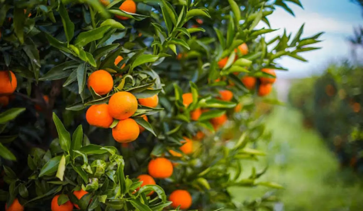 Calabria, il caldo cuoce gli agrumi: raccolti in calo fino al 40%, Legacoop lancia l'allarme sul clima\n