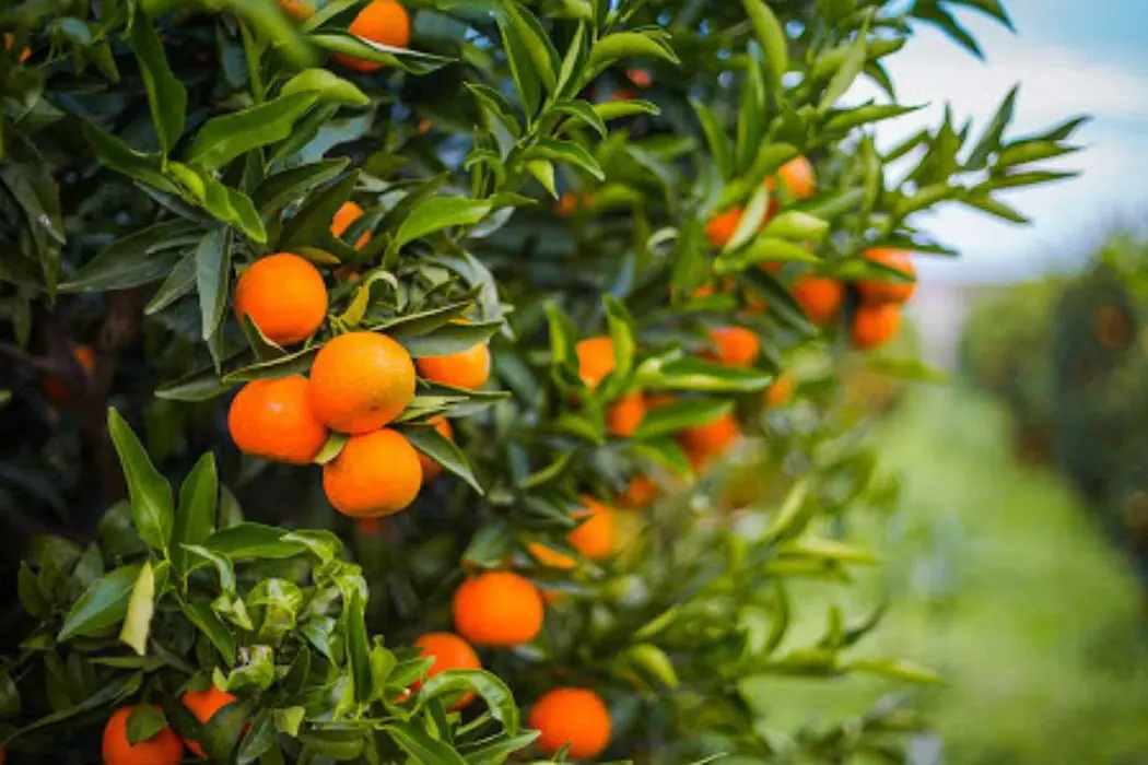 Calabria, il caldo cuoce gli agrumi: raccolti in calo fino al 40%, Legacoop lancia l'allarme sul clima\n