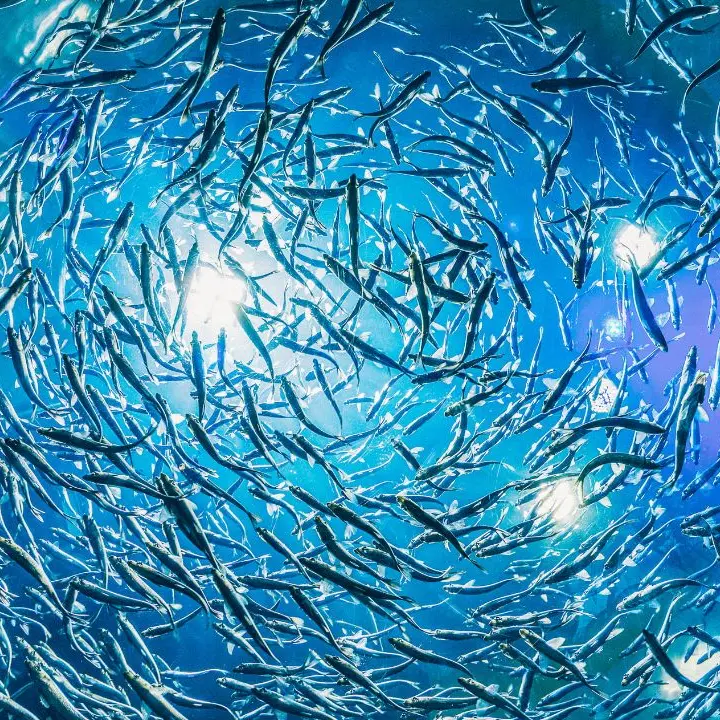 Pesca, la Calabria punta e investe\u00A0sui giovani: bando da 400mila euro per nuove imprese\n