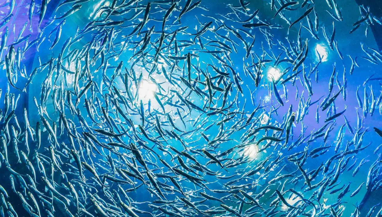 Pesca, la Calabria punta e investe\u00A0sui giovani: bando da 400mila euro per nuove imprese\n