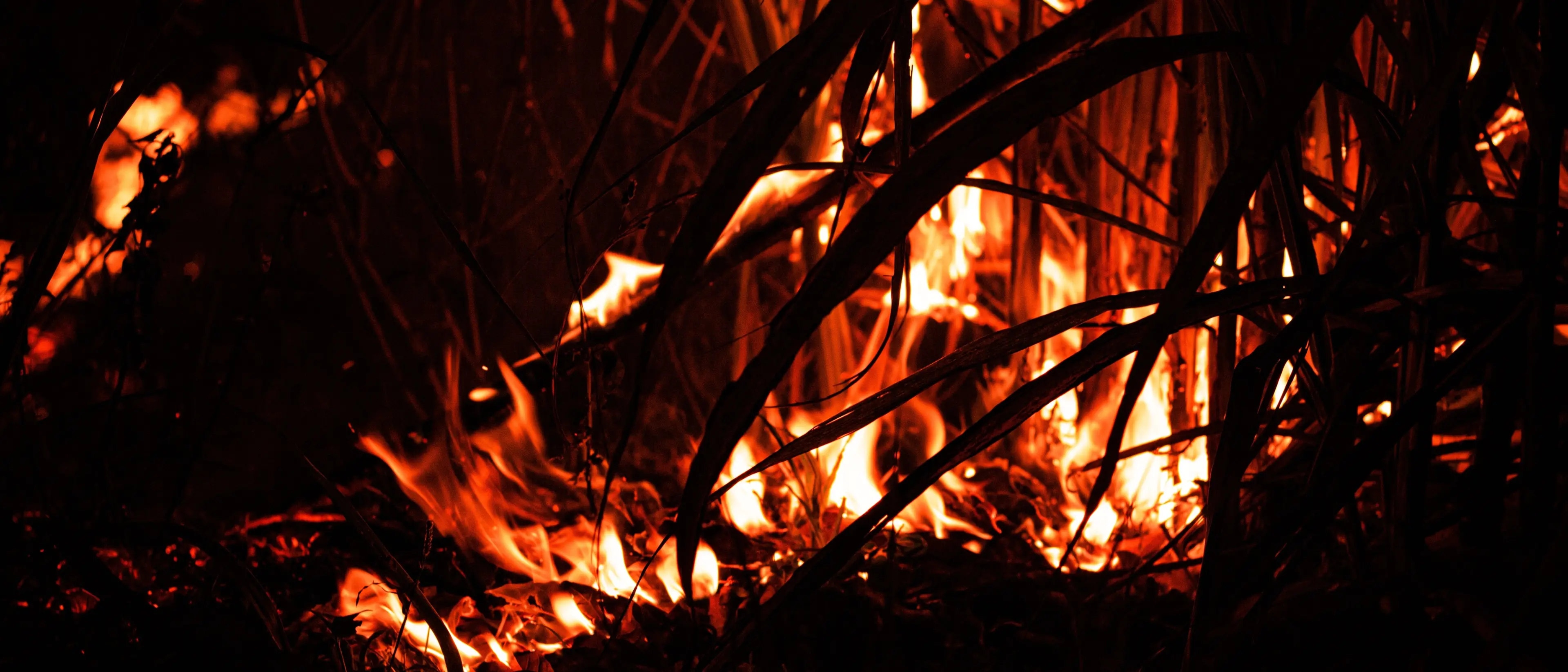 In Calabria nasce Panorama, l'intelligenza artificiale di Tech4you che individua gli incendi e allerta i soccorsi in tempo reale\n