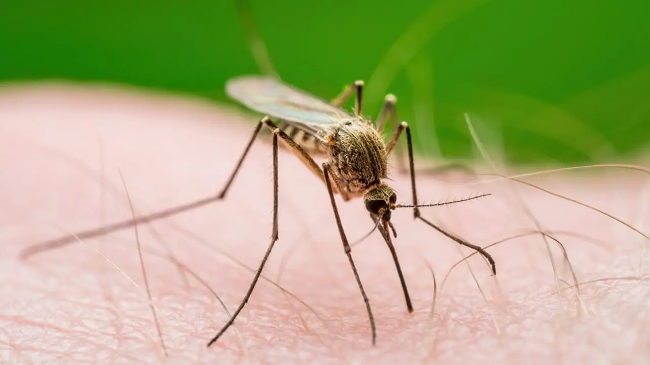 Virus West Nile, stanotte disinfestazione nei quartieri di Catanzaro Est
