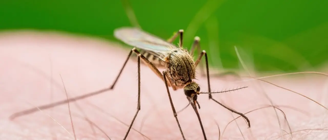 West Nile, in sei mesi 84 casi e 2 decessi:\u00A0ecco le regioni in cui è stata dimostrata la circolazione del virus\n