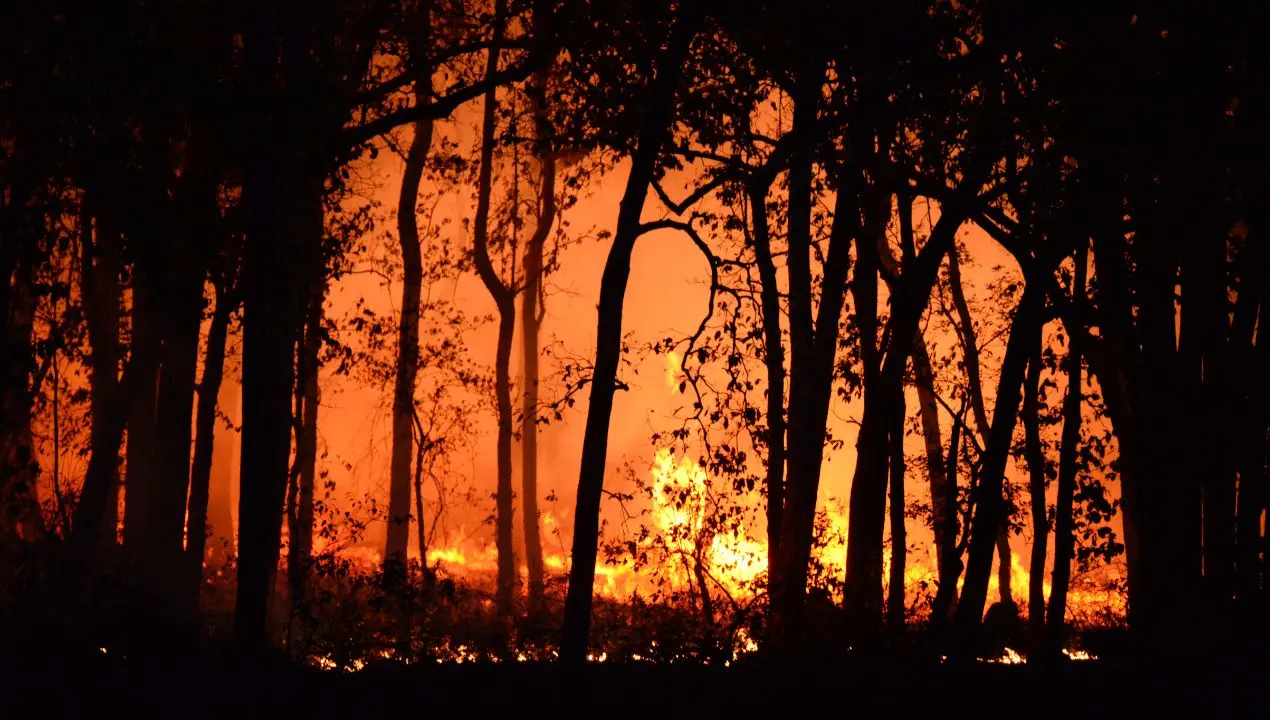 Incendi, Calabria seconda in Italia per superficie bruciata: da inizio anno in fumo 78 chilometri quadrati. Pollino simbolo dell’emergenza\n