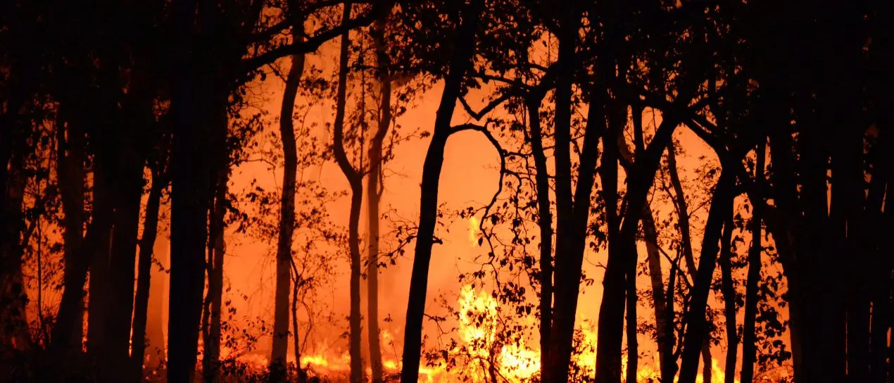 Incendi, Calabria seconda in Italia per superficie bruciata: da inizio anno in fumo 78 chilometri quadrati. Pollino simbolo dell’emergenza\n