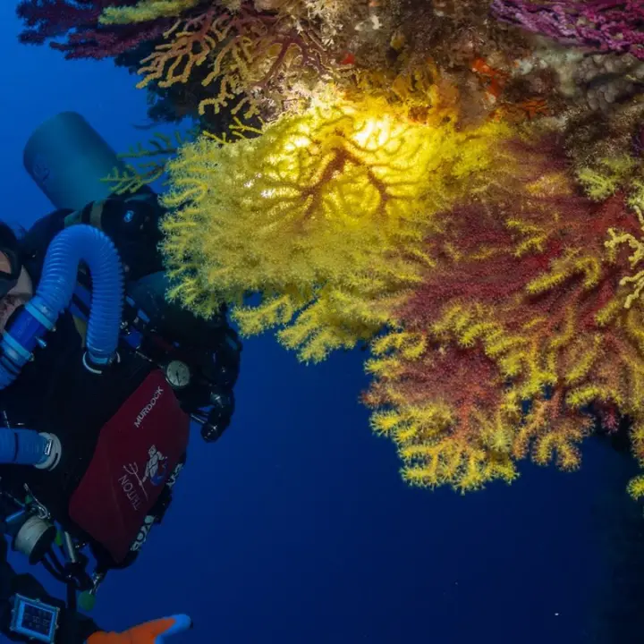 Rapito dai tesori sommersi della Calabria, l’esploratore\u00A0Andrea Murdock Alpini: «Qui un ecosistema straordinario da tutelare»\n