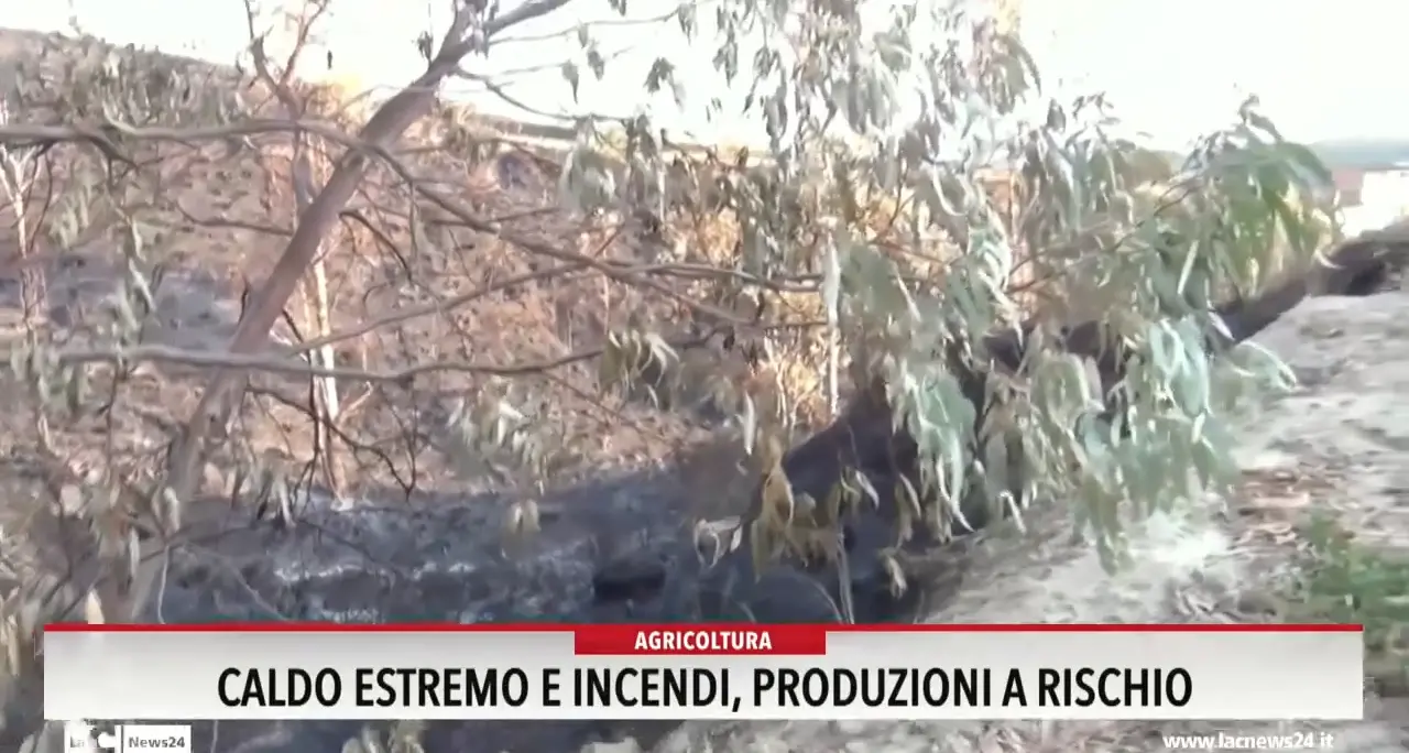 Caldo estremo e incendi, produzioni a rischio