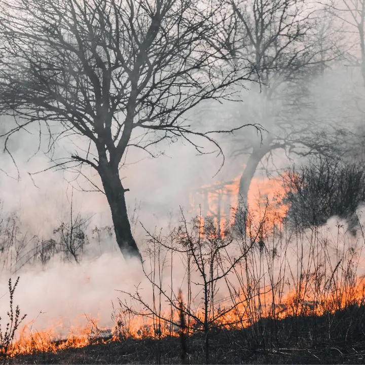 Il Parco del Pollino brucia da dieci giorni, i residenti: «Un inferno, costretti a vivere con le finestre chiuse»\n