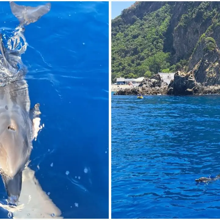 Cucciola di delfino in difficoltà salvata alla Tonnara di Palmi: un giovane la\u00A0accudisce e la chiama Ginevra\n