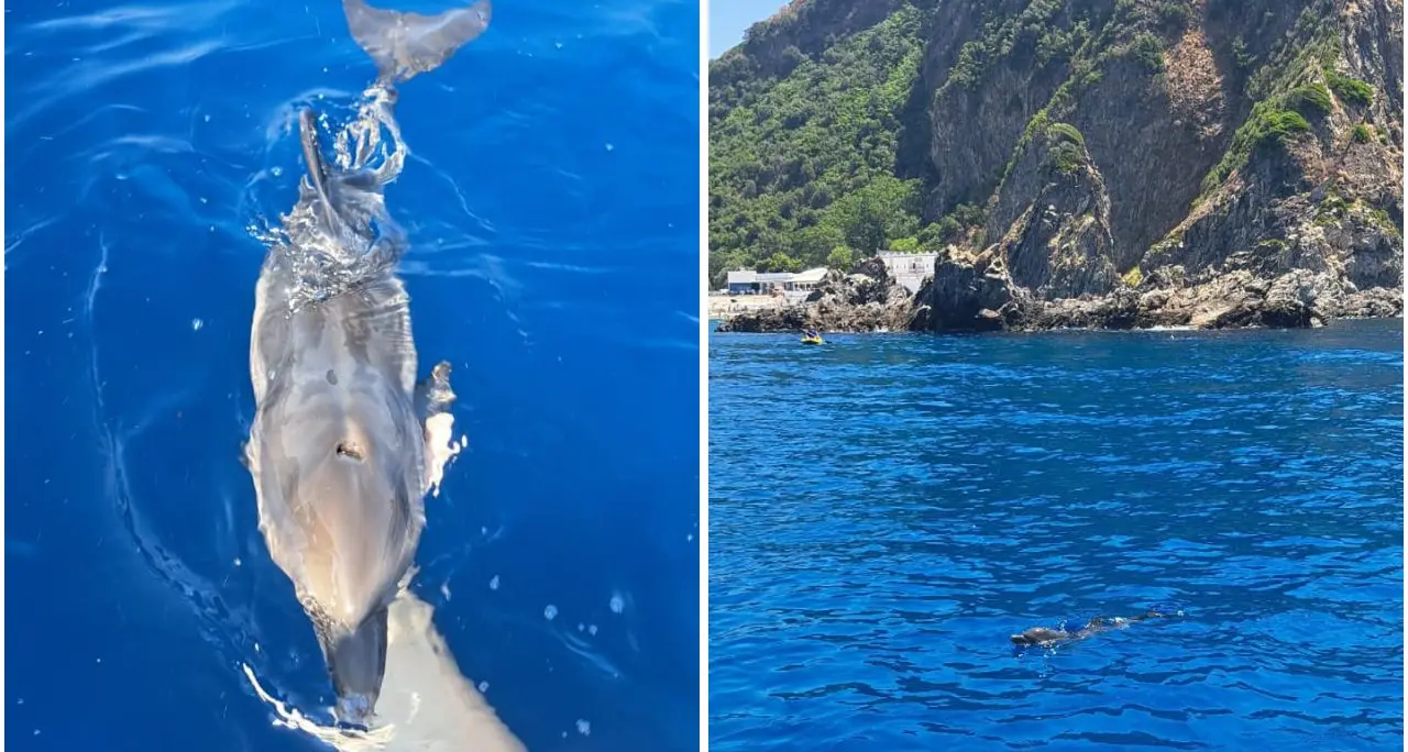 Cucciola di delfino in difficoltà salvata alla Tonnara di Palmi: un giovane la\u00A0accudisce e la chiama Ginevra\n