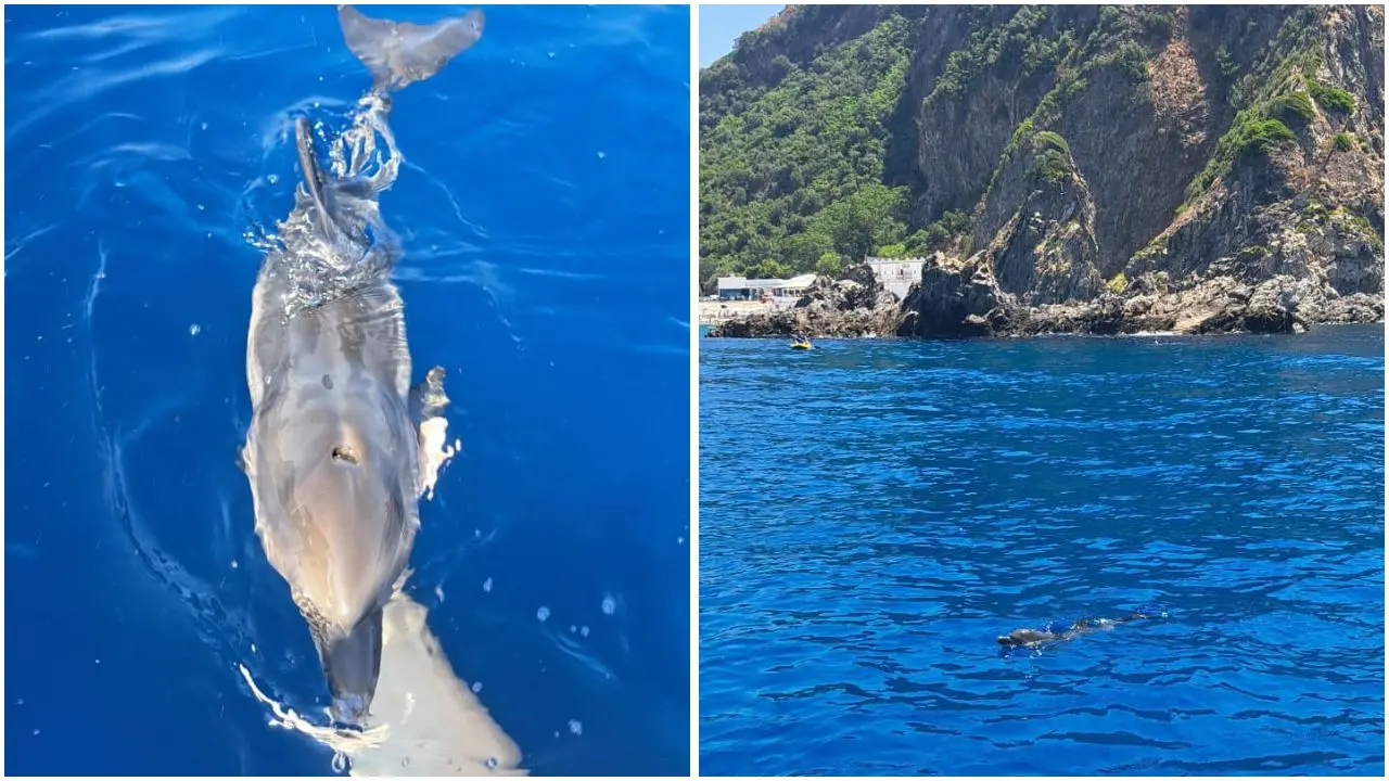 Cucciola di delfino in difficoltà salvata alla Tonnara di Palmi: un giovane la\u00A0accudisce e la chiama Ginevra\n