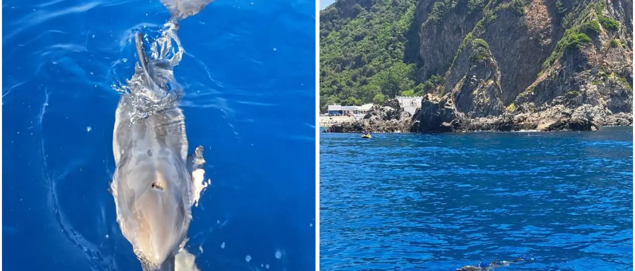 Cucciola di delfino in difficoltà salvata alla Tonnara di Palmi: un giovane la\u00A0accudisce e la chiama Ginevra\n