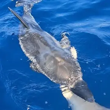 Palmi, salvato un delfino in difficoltà nei pressi della Tonnara\n
