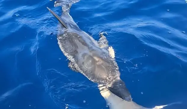 Palmi, salvato un delfino in difficoltà nei pressi della Tonnara\n