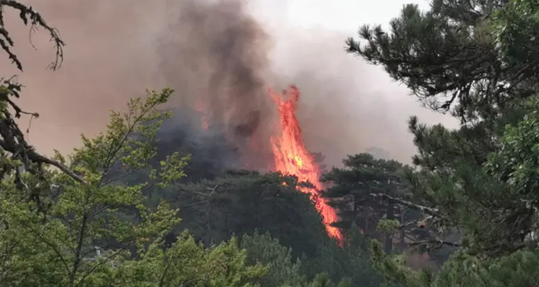 <p>Nel Parco Nazionale della Sila debutta Panorama: l'intelligenza artificiale di Tech4you che individua gli incendi e allerta i soccorsi in tempo reale</p>