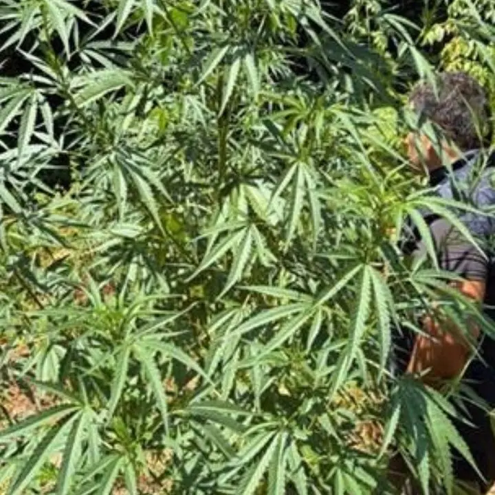 Grisolia, sequestrata ampia coltivazione di canapa indiana: 200mila euro il valore di mercato | VIDEO\n