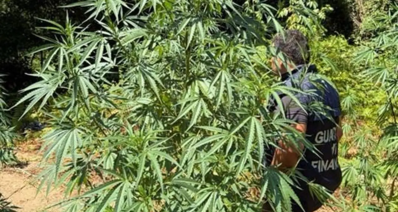 Grisolia, sequestrata ampia coltivazione di canapa indiana: 200mila euro il valore di mercato\n