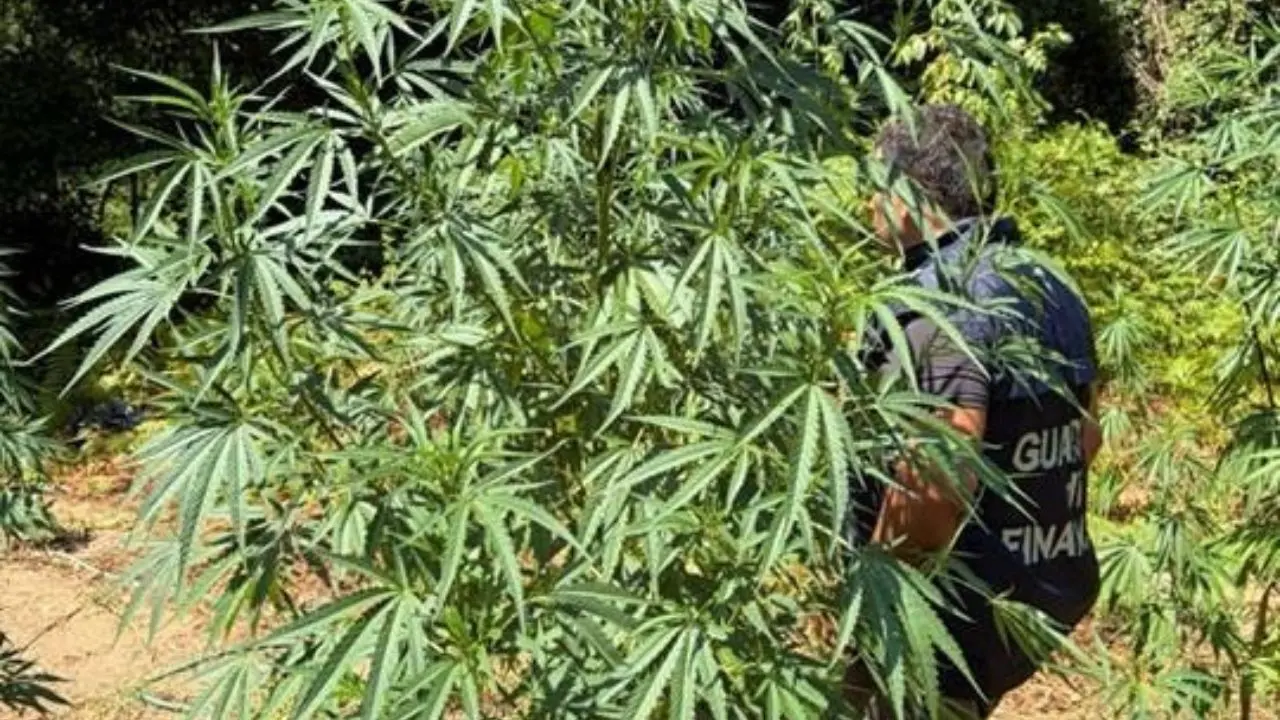 Grisolia, sequestrata ampia coltivazione di canapa indiana: 200mila euro il valore di mercato | VIDEO\n