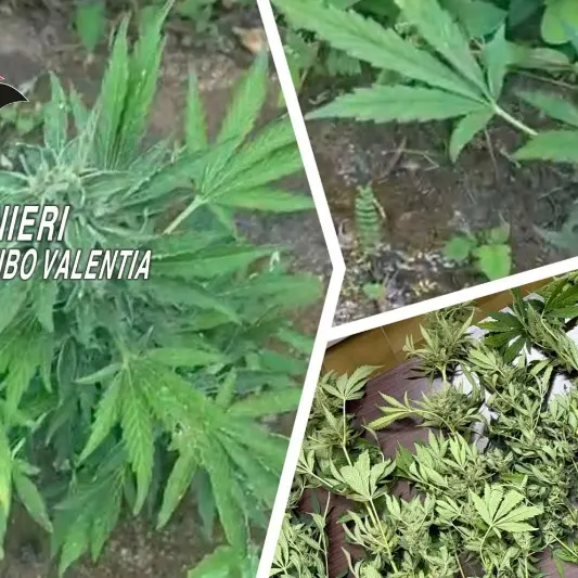 Joppolo, sorpreso mentre irrigava una piantagione di cannabis: denunciato un 38enne\n