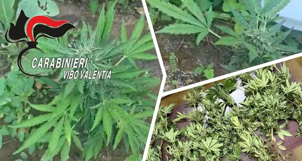 Joppolo, sorpreso mentre irrigava una piantagione di cannabis: denunciato un 38enne\n