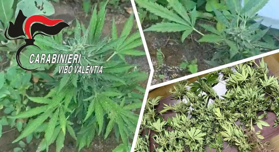Joppolo, sorpreso mentre irrigava una piantagione di cannabis: denunciato un 38enne\n