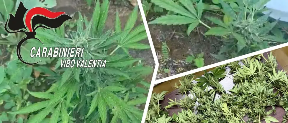 Joppolo, sorpreso mentre irrigava una piantagione di cannabis: denunciato un 38enne\n