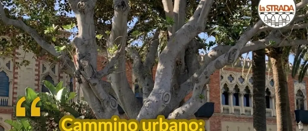 “La Strada”\u00A0organizza un Cammino urbano\u00A0sul Lungomare Falcomatà per conoscere e tutelare gli alberi cittadini\n