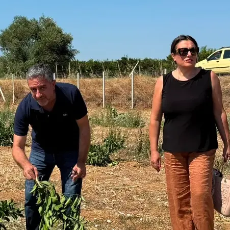 <p>Intimidazione contro un'azienda agricola di Cassano: distrutte cento piante di arancio</p>