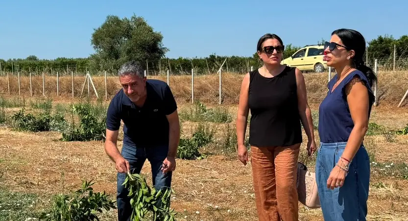 Cassano, intimidazione contro l’azienda Federico: distrutte cento piante di arancio\n