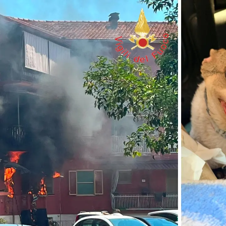 Incendio in un appartamento a Lamezia: i vigili del fuoco salvano un cagnolino rimasto intrappolato\u00A0\n
