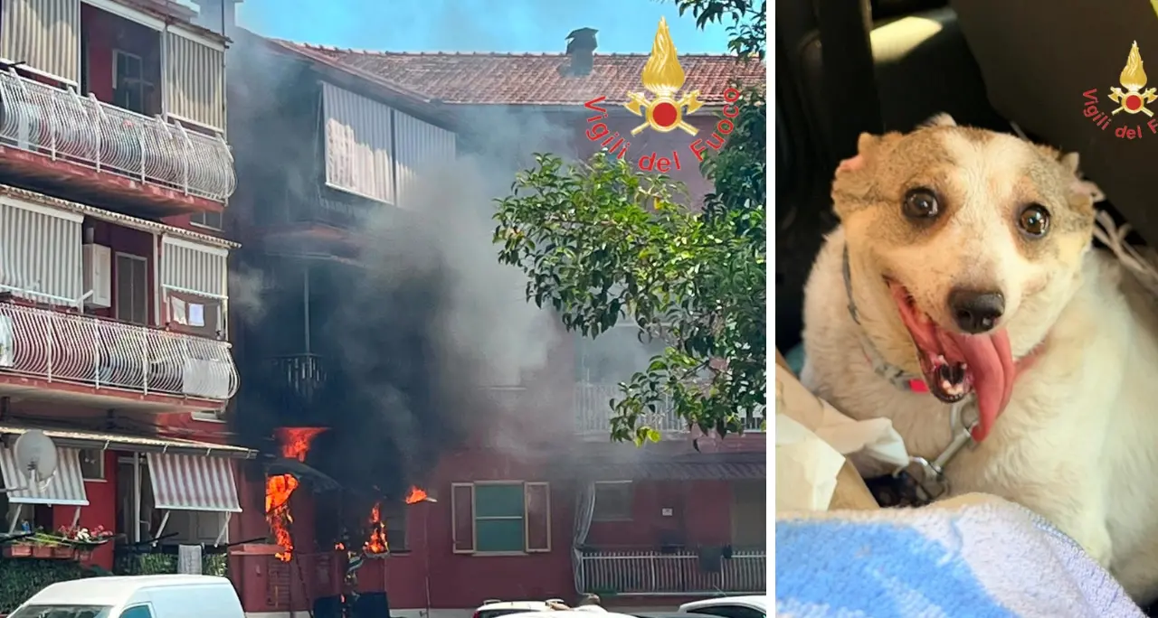 Incendio in un appartamento a Lamezia: i vigili del fuoco salvano un cagnolino rimasto intrappolato\u00A0\n