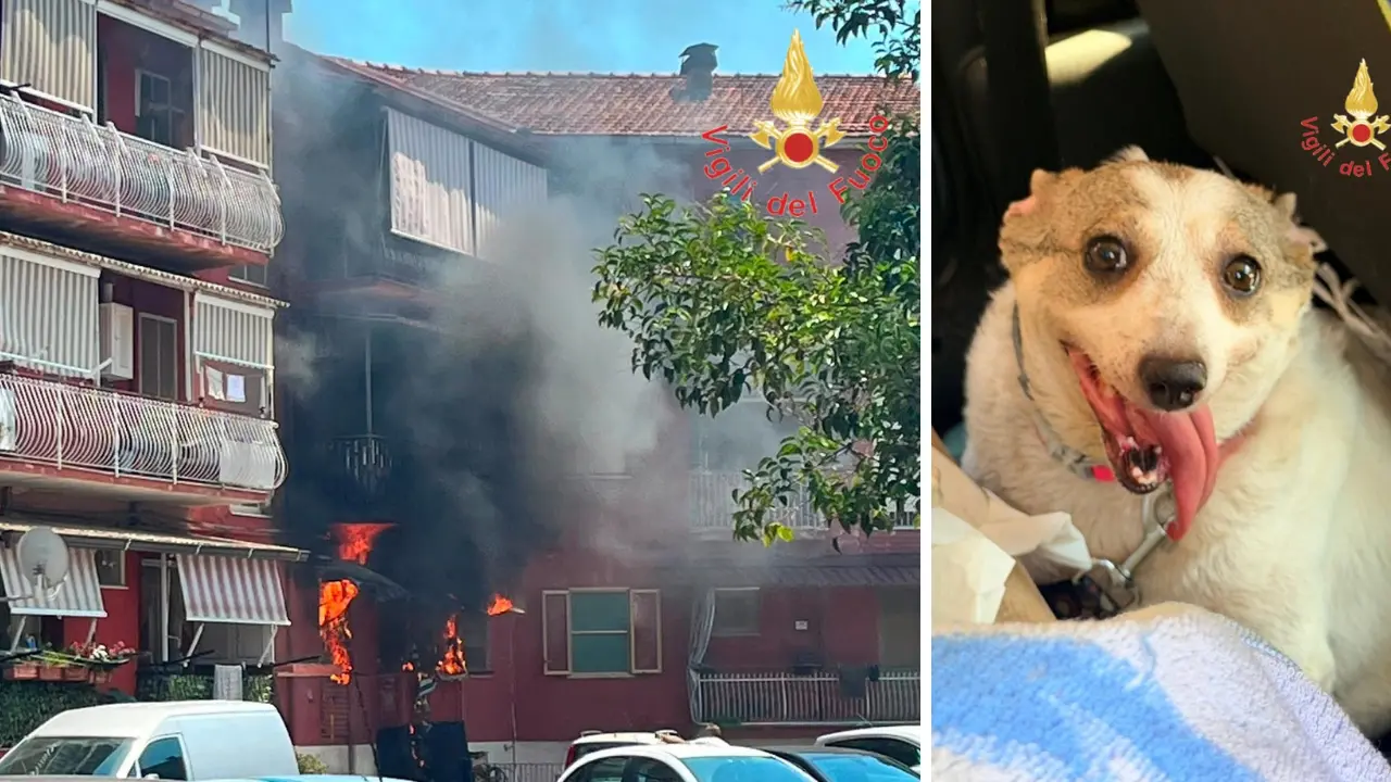 Incendio in un appartamento a Lamezia: i vigili del fuoco salvano un cagnolino rimasto intrappolato\u00A0\n