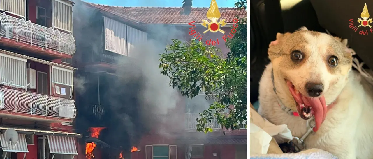 Incendio in un appartamento a Lamezia: i vigili del fuoco salvano un cagnolino rimasto intrappolato\u00A0\n