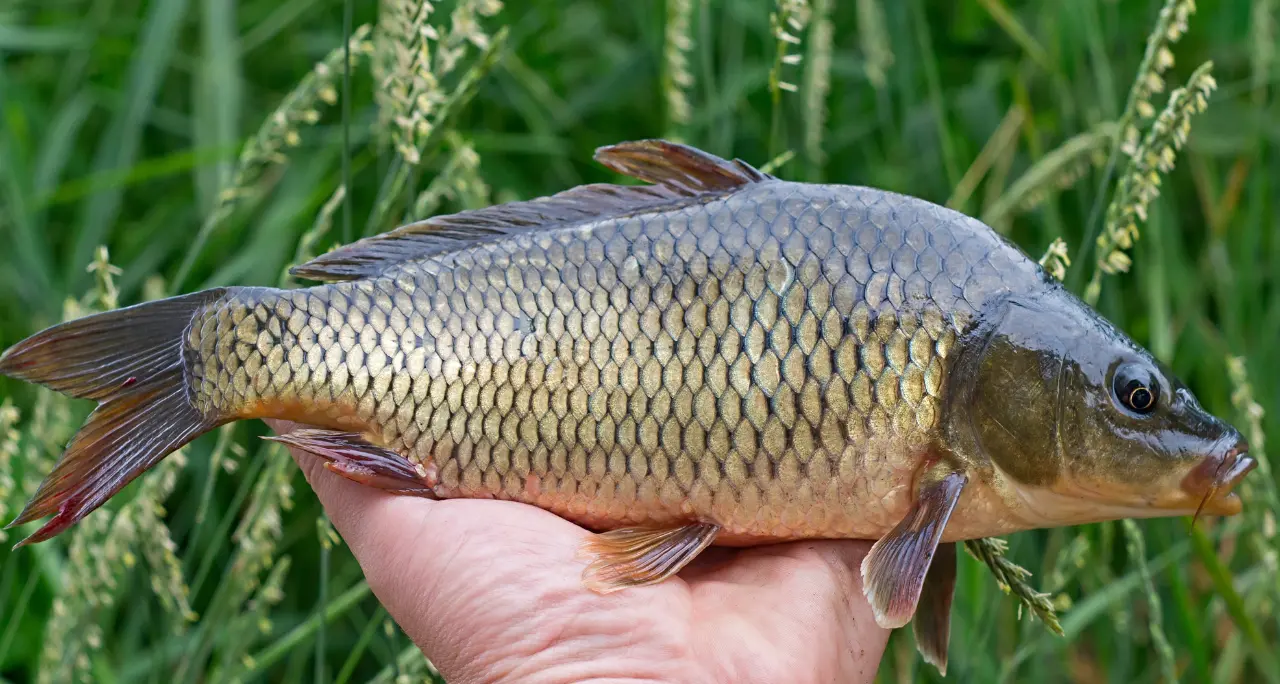 Carpfishing, la Francia accende i riflettori sulla Calabria e promuove le potenzialità naturalistiche della regione\n
