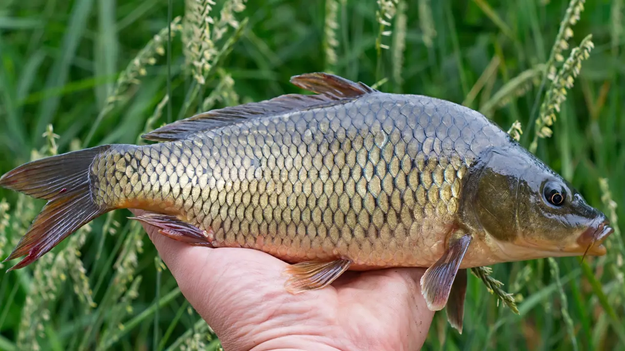 Carpfishing, la Francia accende i riflettori sulla Calabria e promuove le potenzialità naturalistiche della regione\n