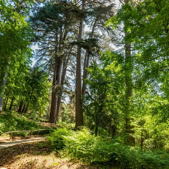 Giganti della Sila, visite sospese dopo la caduta di due alberi: indagini in corso sugli esemplari più antichi\n