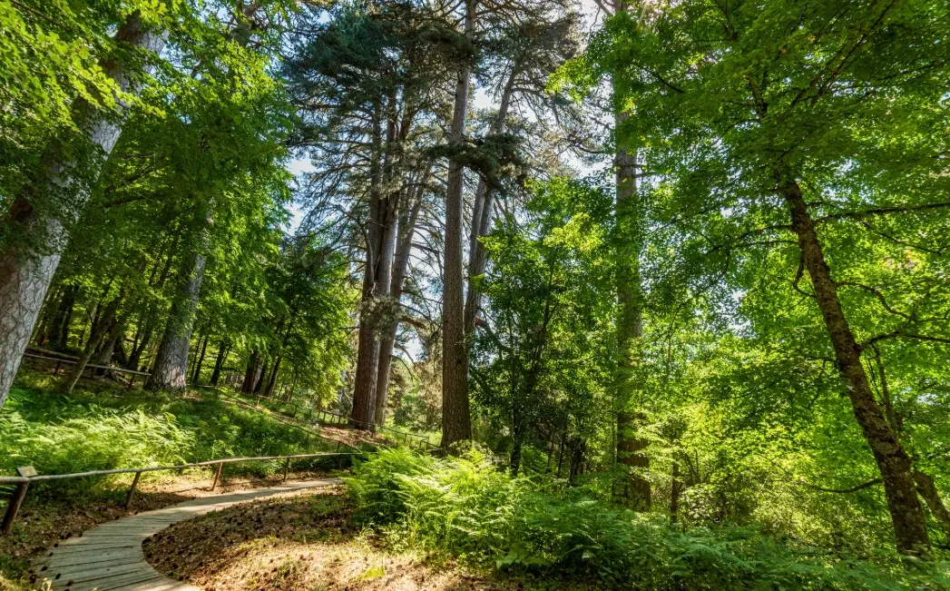 Giganti della Sila, visite sospese dopo la caduta di due alberi: indagini in corso sugli esemplari più antichi\n