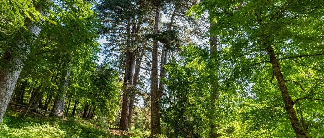 Giganti della Sila, visite sospese dopo la caduta di due alberi: indagini in corso sugli esemplari più antichi\n