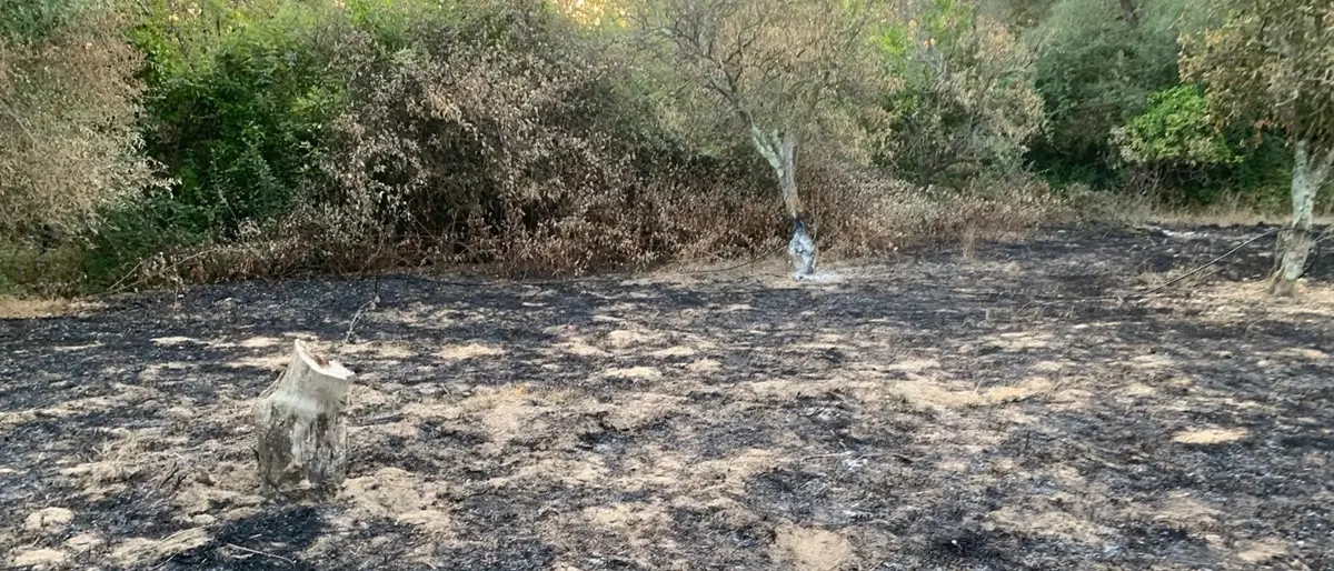 Intimidazione all'imprenditrice rosarnese Patrizia Rodi Morabito, Falcomatà:\u00A0«Un'offesa a tutta la Calabria onesta»\u00A0\u00A0\n