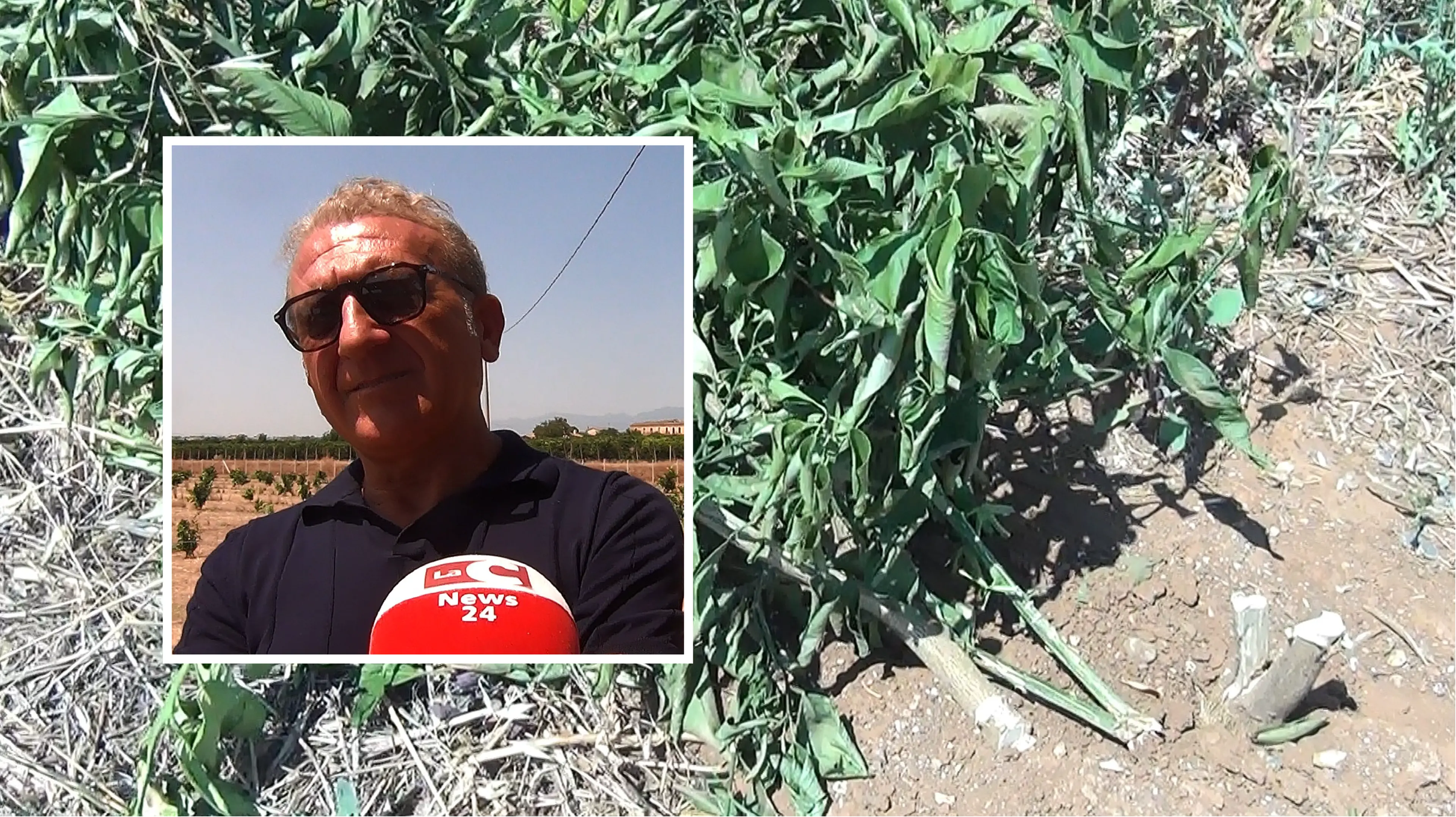 «Se la prendono con le piante, non ci fanno paura»: a Cassano distrutti cento aranci\u00A0ma la famiglia Federico non si arrende\n