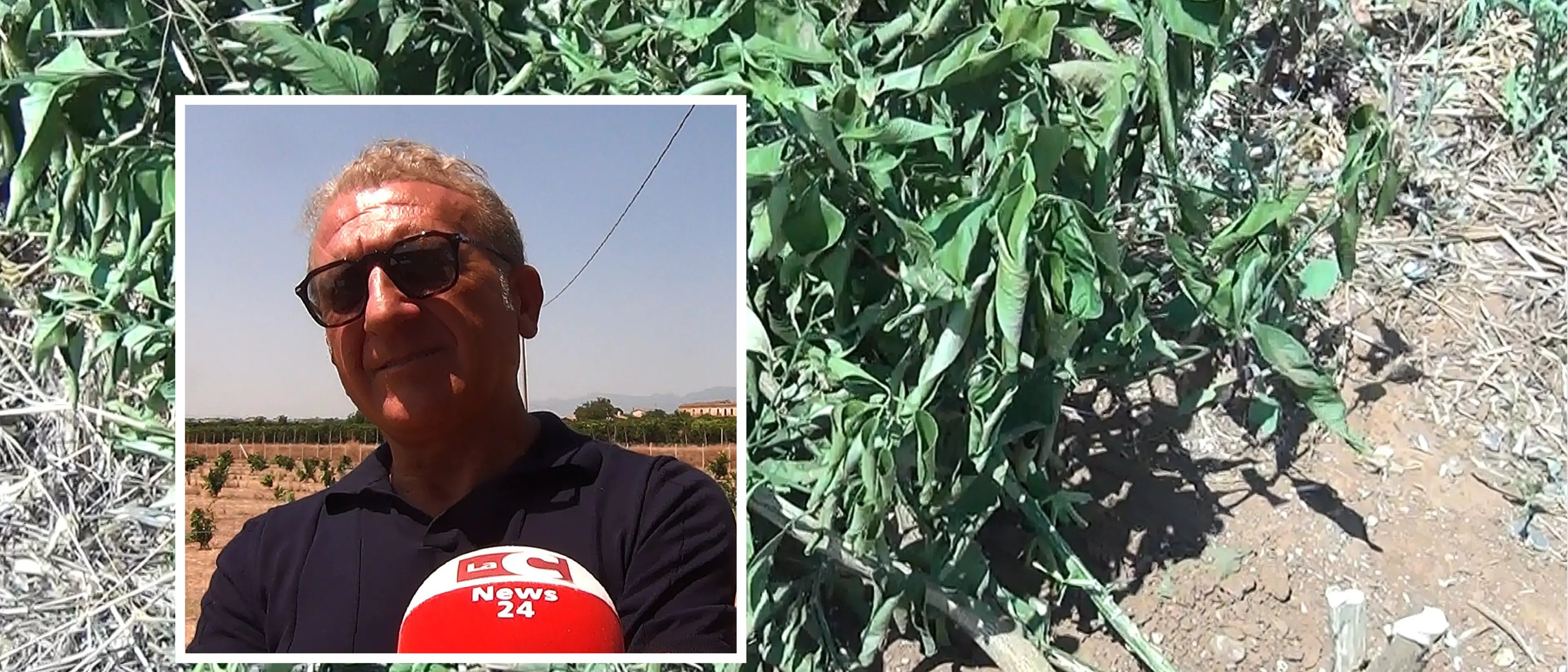 «Se la prendono con le piante, non ci fanno paura»: a Cassano distrutti cento aranci\u00A0ma la famiglia Federico non si arrende\n
