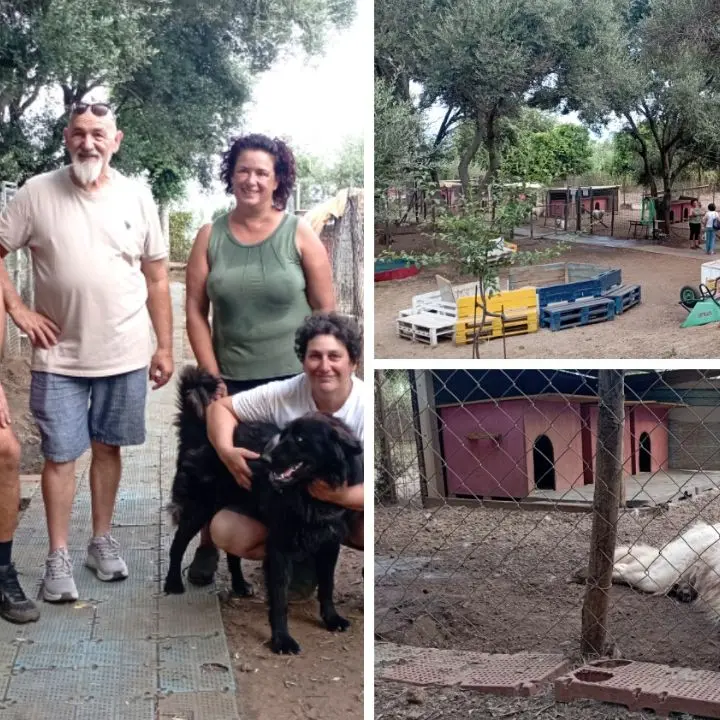L'oasi dei randagi di Palmi,\u00A0rifugio sicuro per cani soli o maltrattati. I volontari:\u00A0«Venite a trovarli anche solo per una carezza»\n