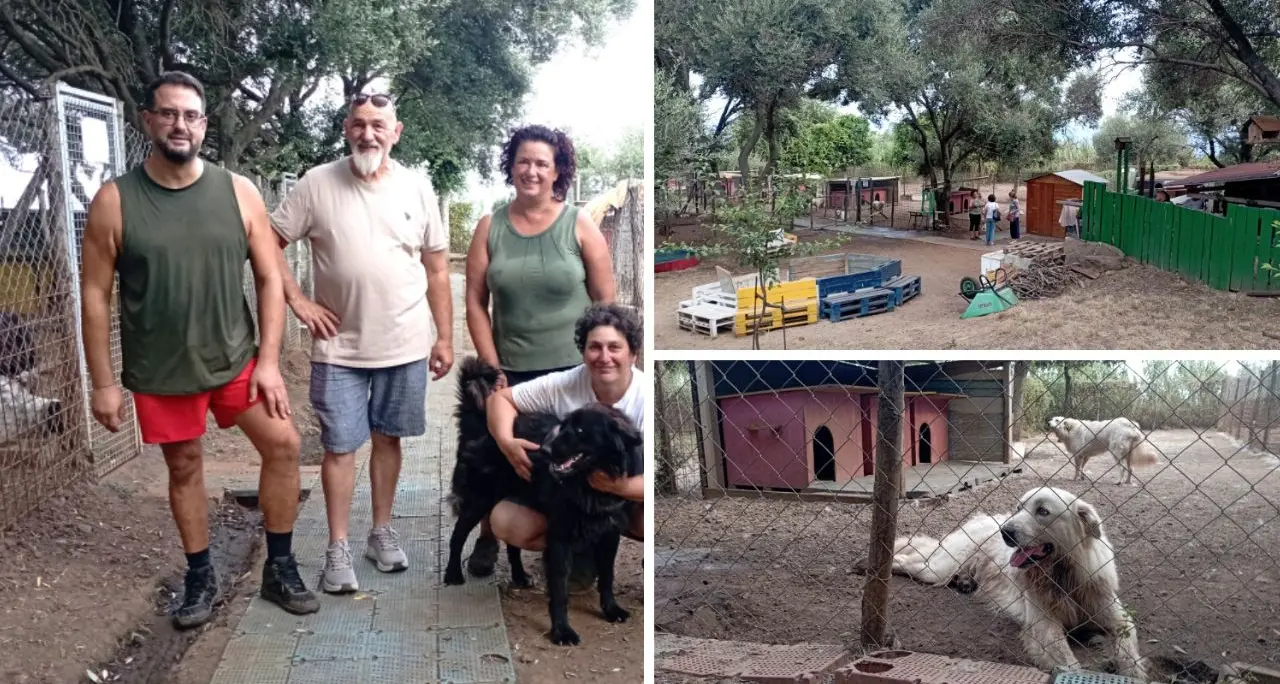 L'oasi dei randagi di Palmi,\u00A0rifugio sicuro per cani soli o maltrattati. I volontari:\u00A0«Venite a trovarli anche solo per una carezza»\n