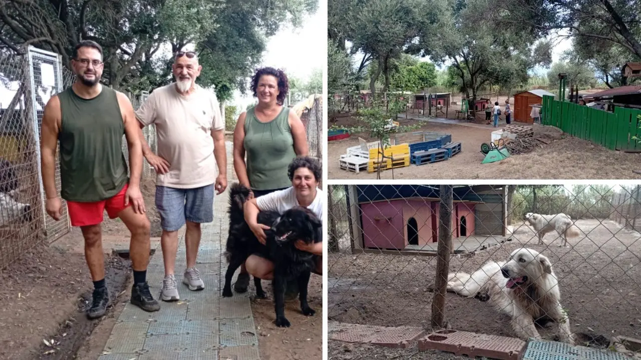 L'oasi dei randagi di Palmi,\u00A0rifugio sicuro per cani soli o maltrattati. I volontari:\u00A0«Venite a trovarli anche solo per una carezza»\n